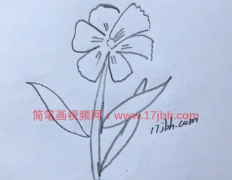 石竹花简笔画