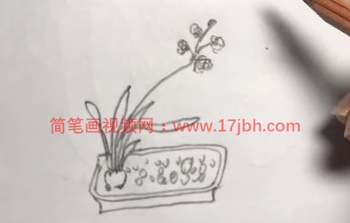水仙花图片简笔画