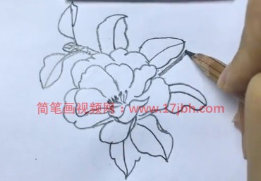 茶花简笔画图片