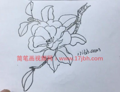 茶花简笔画图片