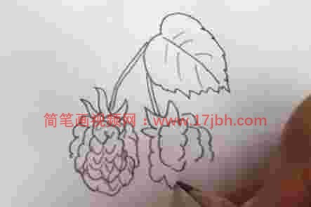 覆盆子简笔画