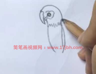 彩色金刚鹦鹉简笔画