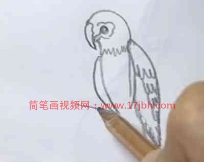 彩色金刚鹦鹉简笔画