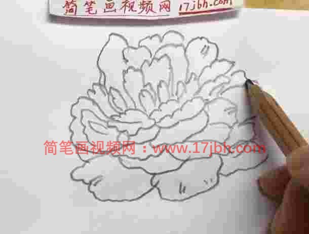 怎么画牡丹花的简笔画