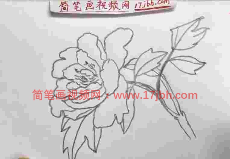 简笔画牡丹花简单