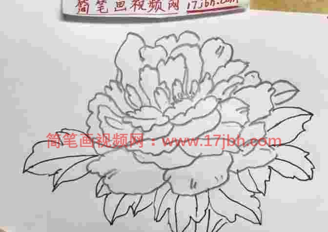 怎么画牡丹花的简笔画