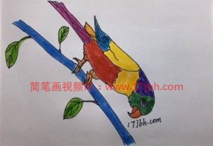 鹦鹉图片简笔画