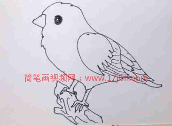 鸟的简笔画 简单