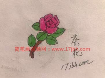 山茶花图片简笔画