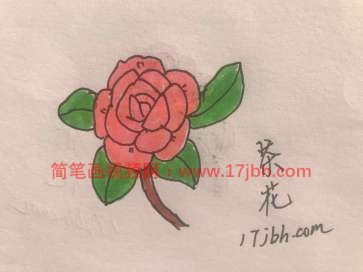 茶花简笔画带颜色图片