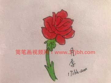 怎样画月季花的简笔画