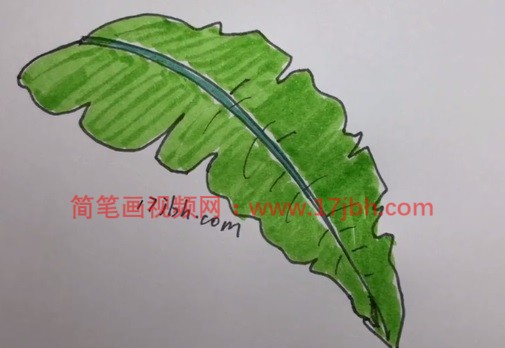 芭蕉树叶简笔画