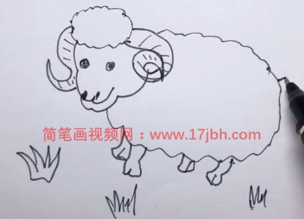 小绵羊的简笔画