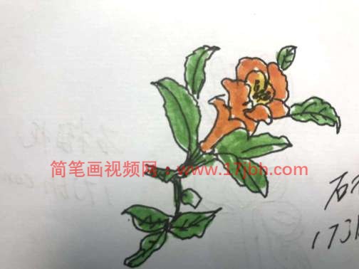 石榴花怎么画简笔画