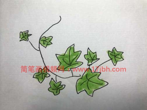 常春藤简笔画