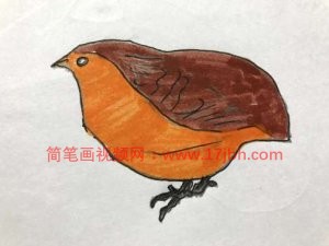 小鸟的简笔画图片大全