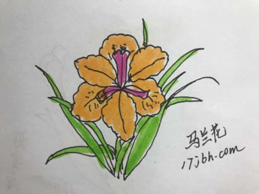 马兰花简笔画