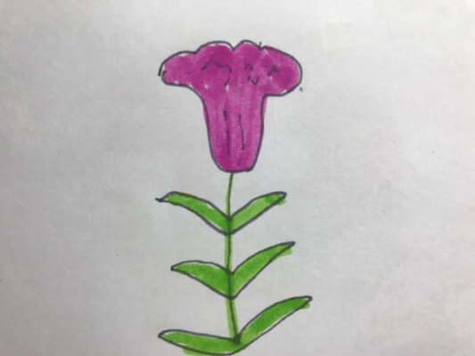 鸡冠花的简笔画
