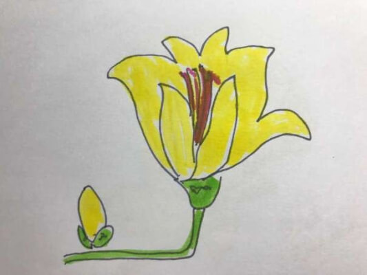 玉兰花简笔画图片