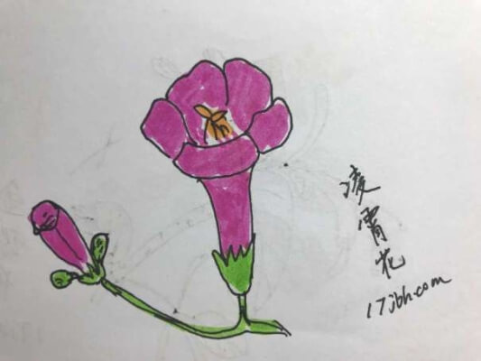 凌霄花简笔画图片