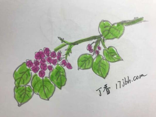 紫丁香花简笔画步骤