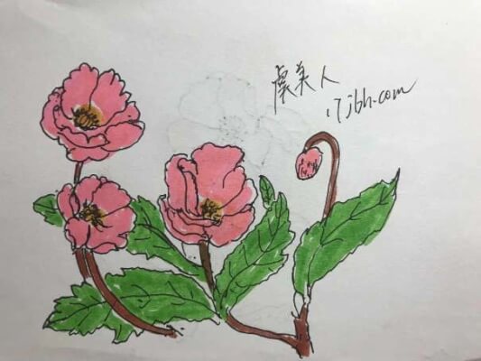虞美人简笔画