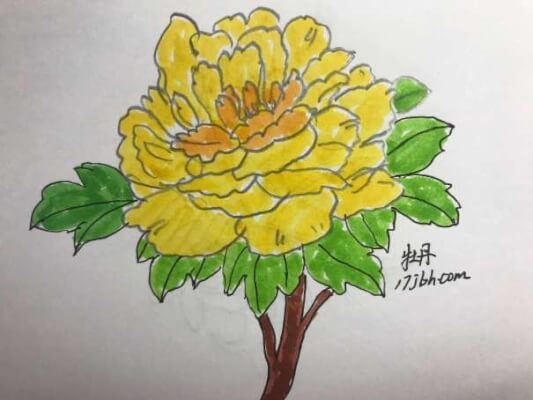 牡丹花图片大全简笔画