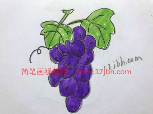 葡萄简笔画大全