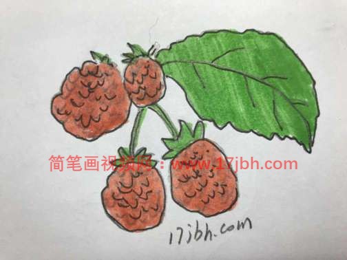 树莓简笔画图片