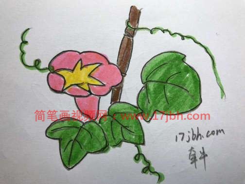 牵牛花花藤简笔画