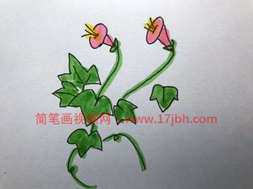 牵牛花简笔画图片大全大图