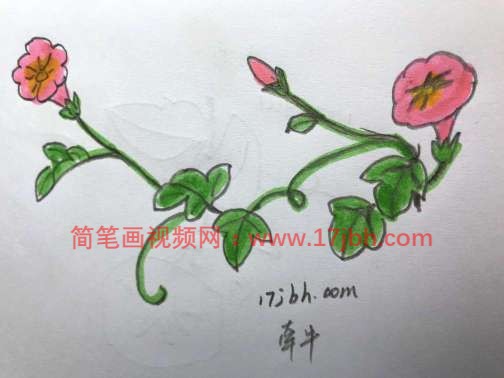 牵牛花简笔画图片大全大图