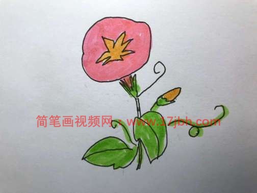 牵牛花图片简笔画彩色