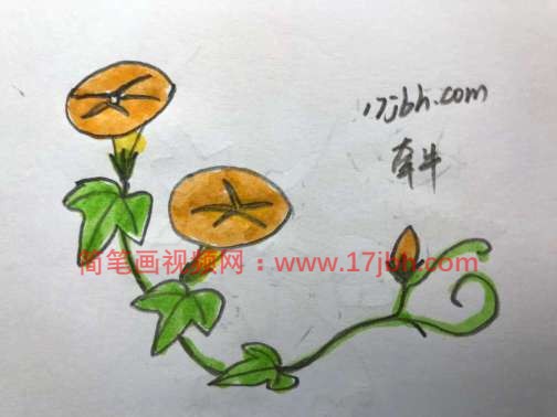 牵牛花简笔画图片大全大图