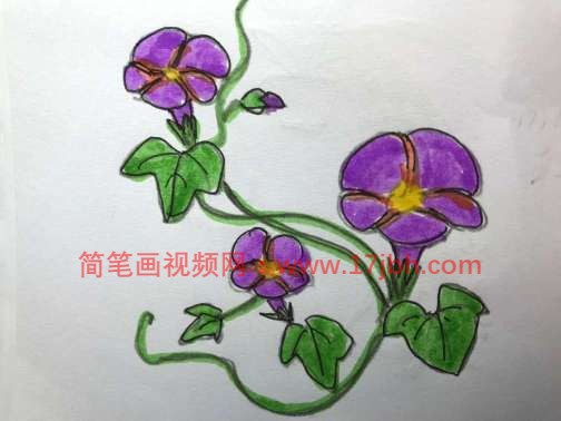 爬藤牵牛花简笔画图片