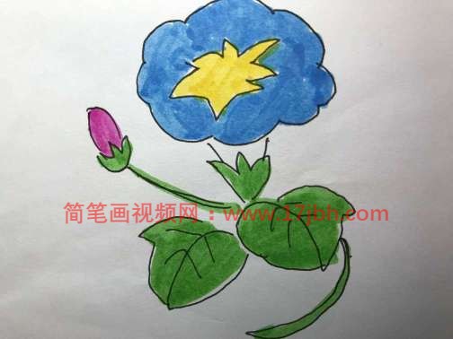 牵牛花的简笔画图片大全