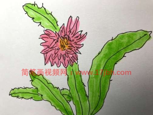 令箭荷花图片简笔画