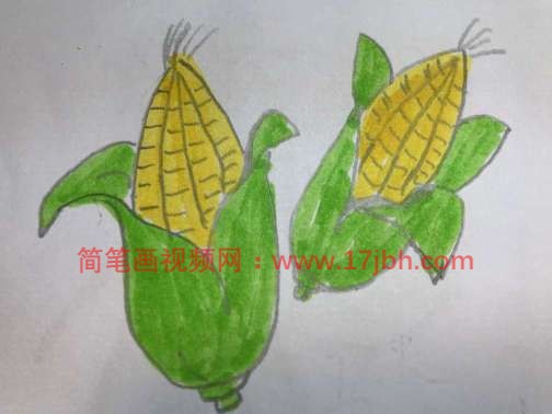 玉米简笔画图片带颜色