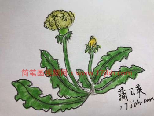 蒲公英的简笔画图片