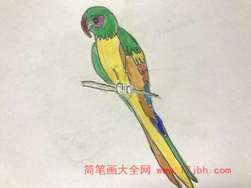 彩色金刚鹦鹉简笔画