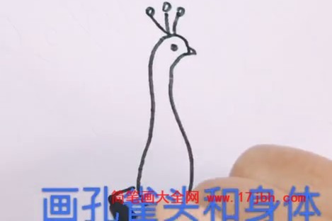 孔雀简笔画图片颜色