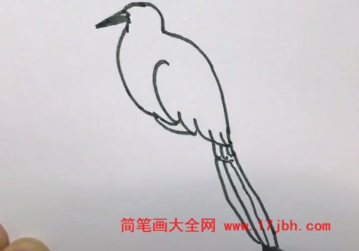 杜鹃鸟简笔画怎么画