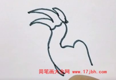 双角犀鸟的简笔画