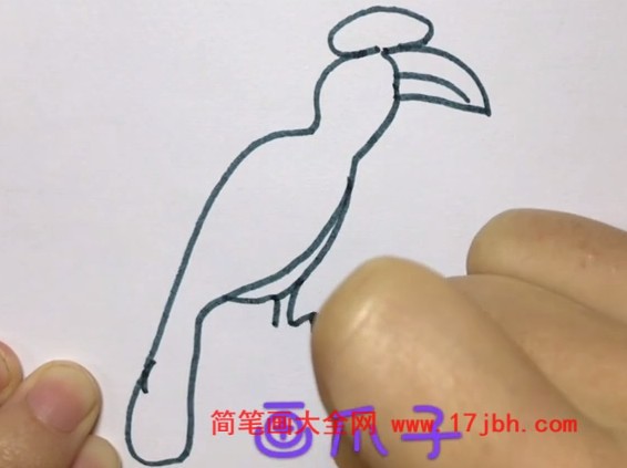 犀鸟图片简笔画