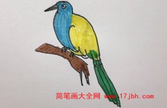 杜鹃鸟简笔画图片彩色