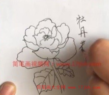 牡丹花简笔画步骤