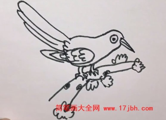 杜鹃鸟简笔画手绘图