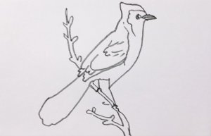 百灵鸟的画法图片
