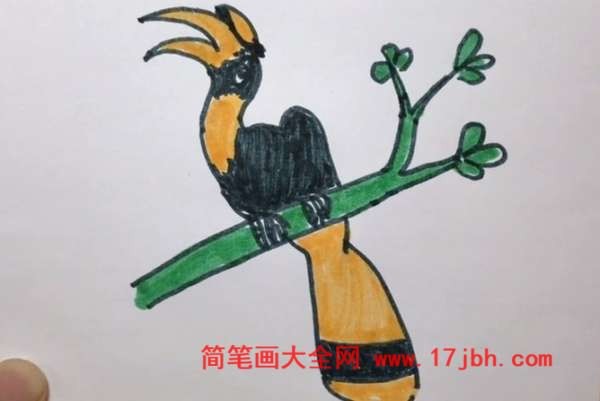 双角犀鸟的简笔画