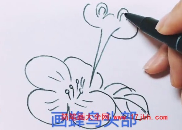 吸蜜蜂鸟简笔画